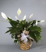 Country Arts Peace Lily