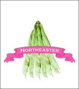 Bean Seed. Organic Northeaster. Pkt.