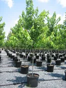 Acer x freemanii Autumn Blaze® — Shreckhise Nurseries