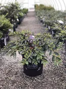 Vintage Jade Distylium