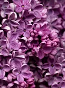 Lilac — Pierpoint Candle Company