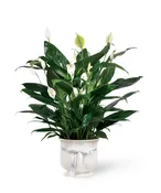 The FTD® Comfort Planter