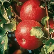Apple SemDwf. Cortland #10