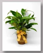 Peace Lily