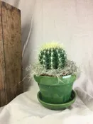 CACTUS PLANT   TWO OPTIONS