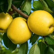 Dorsett Golden Apple Tree