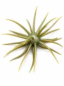 ASTERISK* (23 mm)