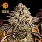 Blue Sunset Sherbert Feminized By Barney's Farm Usa - Kind Seed Co
