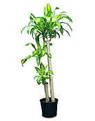Corn Plant (Mass Cane)