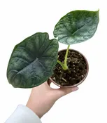 Alocasia Dragon Scale 4"