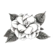 Oahu - Gardenia