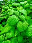 Lemon Balm Plants