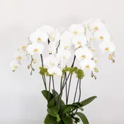 Orchid Elegance