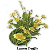 GF FM109 Medium Lemon Truffle