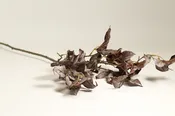30″ Brn Pyrostegia Branch