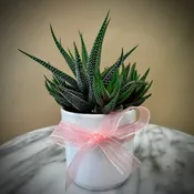 Hawthoria Succulent Mini 2" pot