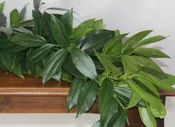 Cocculus