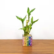 Puzzle Square Pot Color 3″ With 5 Lucky Bamboo Stalks