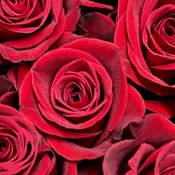 Dozen Red Roses Wrapped