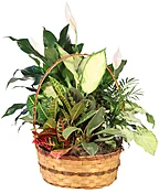 PLENTIFUL PLANT BASKET