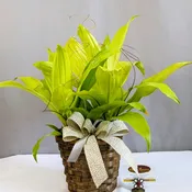 Stunning Dracaena - 6" Planter