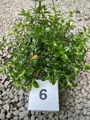 6″ Nematanthus Candy Corn