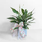6" Potted Peace Lily