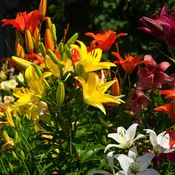 15 Flowering Plants