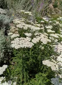 Achillea millefolium - Common Yarrow (Plant)