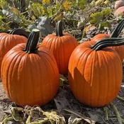 Adonis F1 Untreated Pumpkin Seeds