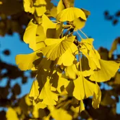 Ginkgo biloba 'Golden Globe' ~ Golden Globe Ginkgo