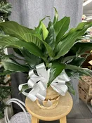 6" Peace Lily