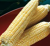Corn Sweet – Sugar Buns SE