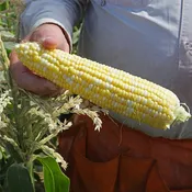 274A F1 Untreated Corn Seeds