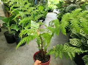 10" Fern Australian Tree