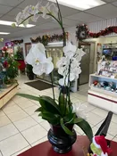 Orchid Garden