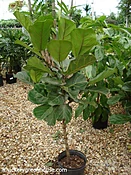 Ficus Lyrata Standard