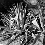 Agave