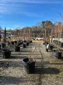 Acoma Crapemyrtle