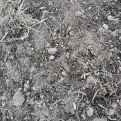 Unscreened Fill Dirt