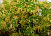 Acer palmatum 'Butterfly' Japanese Maple