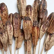 Dried Mahogany Pod on Stem