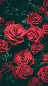 Half Dozen Roses — Main St. Floral | Waconia, MN Floral & Gift Shop