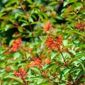 Firebush