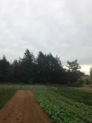 $25 Donations Towards Scholarship CSA Shares — Full Plate Farm