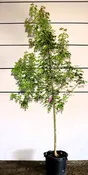 Acer negundo ‘Sensation’