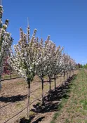 Adirondack Crabapple | Malus 'Adirondack' — Northwest Shade Trees