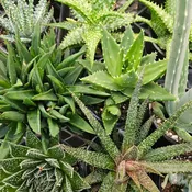Aloe Collection