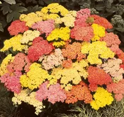 Achillea Summer Pastels