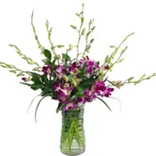 Dendrobiums in Purple FS7